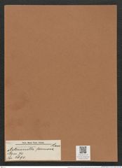 Asterionella formosa Hass. (de-Toni-Nr.: Genus 70, Species 2691) Zeichnungen Sammlung Grunow Mappe 02909 (Herbarium_W_Grunow_drawings_Folder_02909)